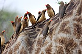 Redbilled oxpeckers on a giraffe