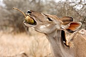 Greater kudu eating fruit