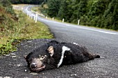 Dead Tasmanian devil on a road
