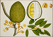 Album of drawings of plants
