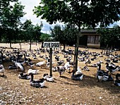 Geese on a foie gras farm