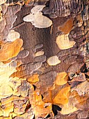 Trunk of the paperbark maple