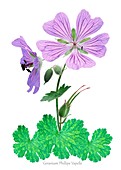Geranium 'Phillipe Vapelle'