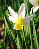 Daffodils (Narcissus 'Pipit')