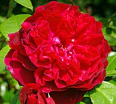 Rose (Rosa 'L. D. Braithwaite')