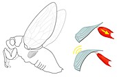 Cicada noise mechanism,diagram