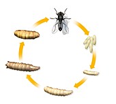 Fly life cycle,artwork