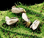 Greenhouse whiteflies,SEM