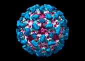 Hepatitis E virus,molecular model