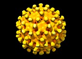 Hepatitis B virus,molecular model