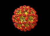 Norovirus capsid,molecular model