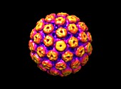 Polyomarvirus capsid,molecular model