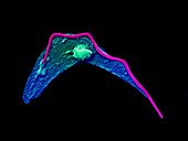 Cytoskeleton in unicellular parasite,SEM