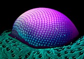 Insect compound eye,SEM