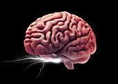 Brain activity,composite image