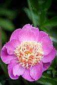 Paeonia lactiflora 'Bowl of Beauty'
