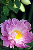 Peony (Paeonia lactiflora)