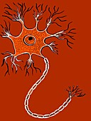 Nerve cell,illustration