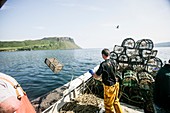 Fishing for Langoustines in scotland