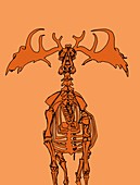 Irish elk skeleton,illustration