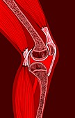 Knee joint,illustration