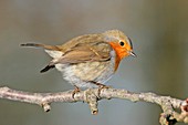 European robin on a branch