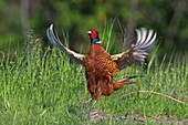 Pheasant displaying