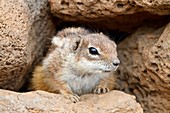 Barbary ground squirrel