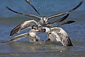 Laughing gulls fighting over a fish