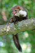 Beech marten on a branch