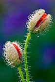 Field poppy (Papaver rhoeas) flower buds