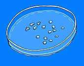 Culture in Petri dish,illustration