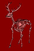 Red deer stag skeleton,illustration