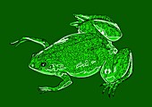 African clawed frog,illustration