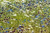 Wildflower meadow