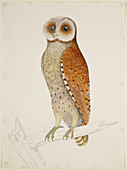 Bay Owl