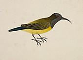 Olive-Backed Sunbird