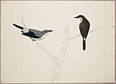 Malay Pied Cuckoo-Shrikes