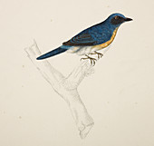 Malayan Common Blue Flycatcher