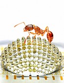 Electronic compound eye with ant