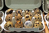 Fresh quail eggs in a box