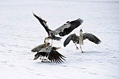 Grey herons fighting over a fish