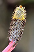 Aechmea pineliana flower