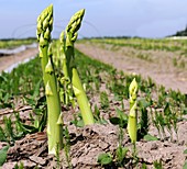 Asparagus field