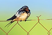 Bran swallow on a fence