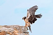 Bearded vulture