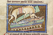 Hyena eating a corpse