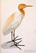 Sguacco Heron