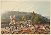 Slaves working on a plantation