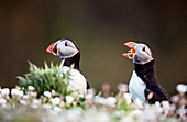 Atlantic puffins